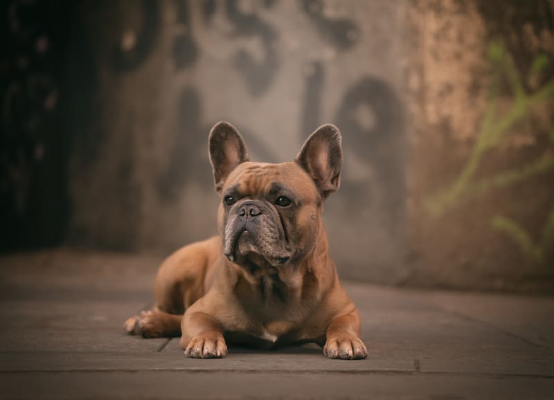 photo chien stephanie Viaud Aizenay (2) seance animaux par stephanie viaud photographe aizenay